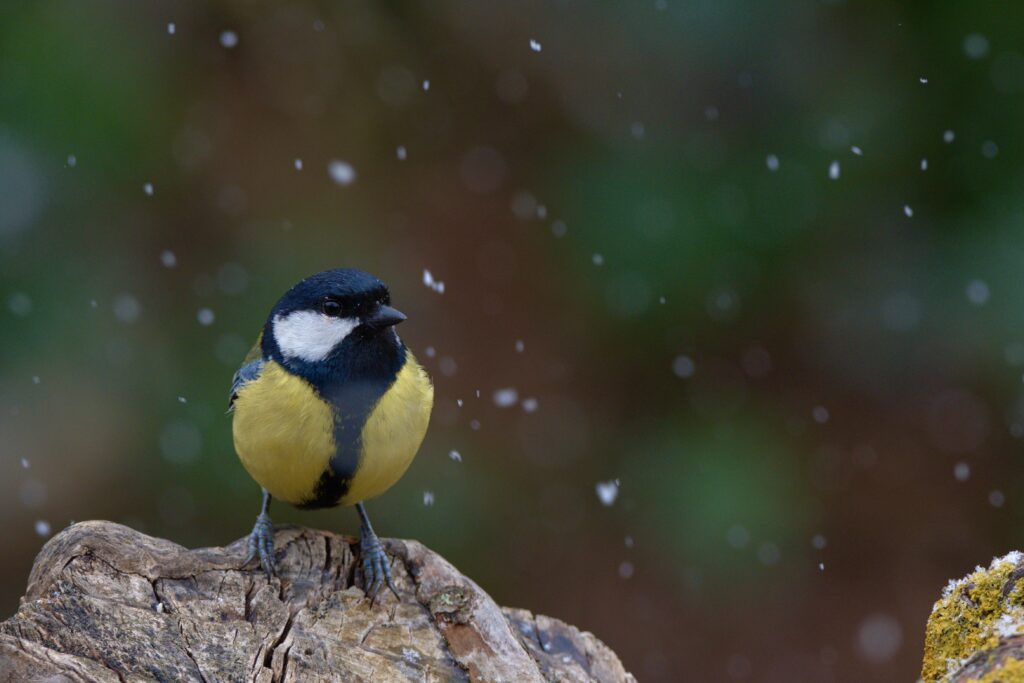 Cinciallegra sotto la neve.