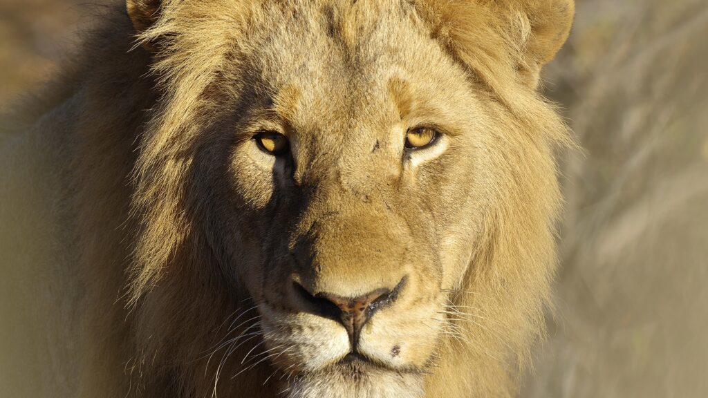 Leone fotografato in Sud Africa. Trovarsi a pochi metri da questo bellissimo animale è una sensazione indimenticabile.