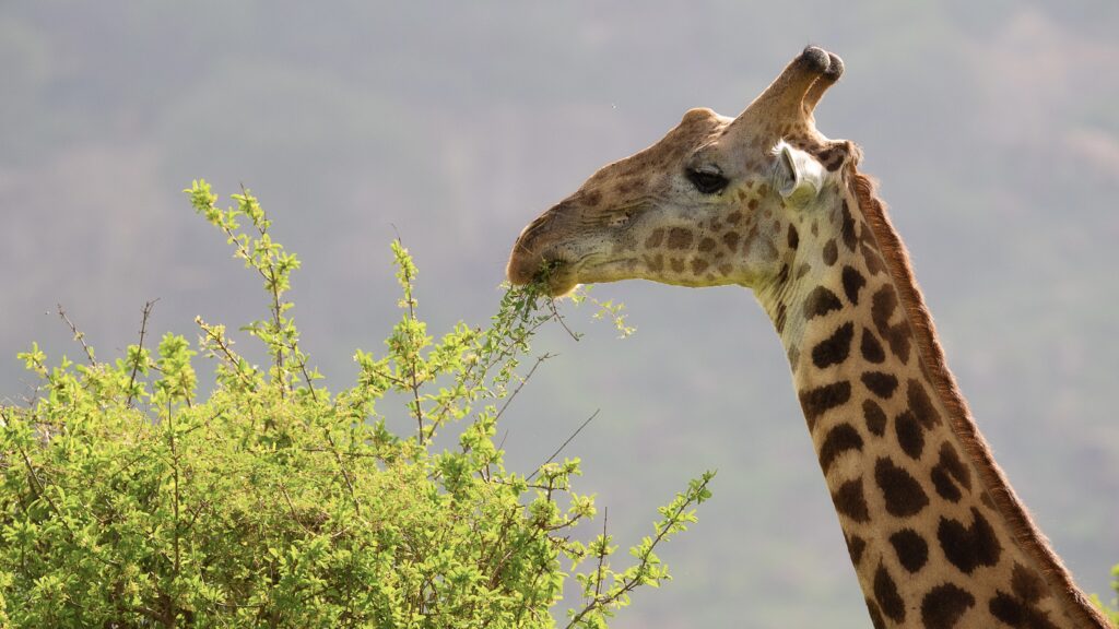 Giraffa fotografata in Kenya.