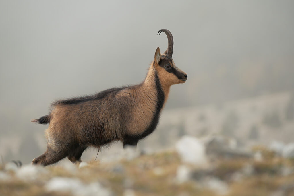Camoscio d'Abruzzo (Rupicapra rupicapra ornata).