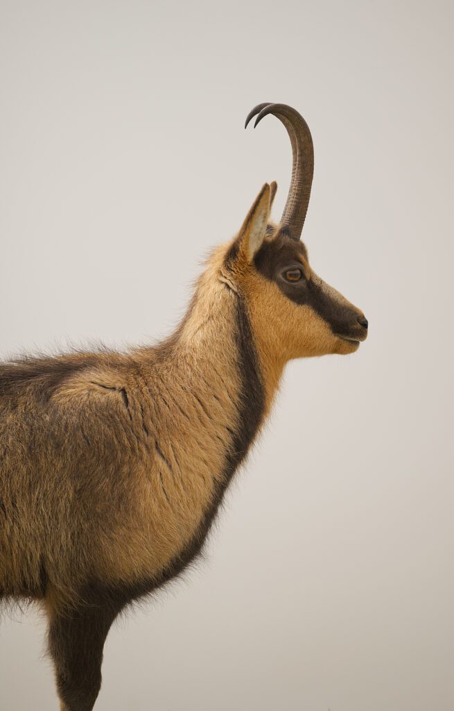 Camiscio d'Abruzzo (Rupicapra rupicapra ornata).
Parco nazionale dei Monti Sibillini.