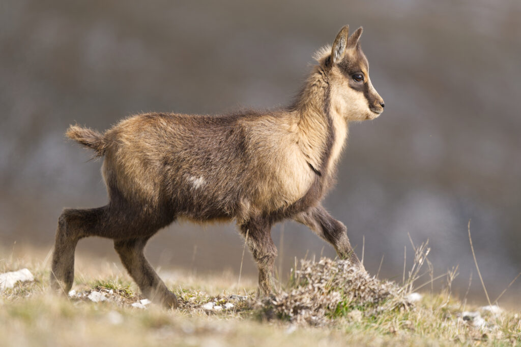 Camoscio d'Abruzzo (Rupicapra rupicapra ornata).