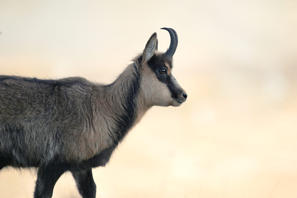Camoscio d'Abruzzo (Rupicapra rupicapra ornata).