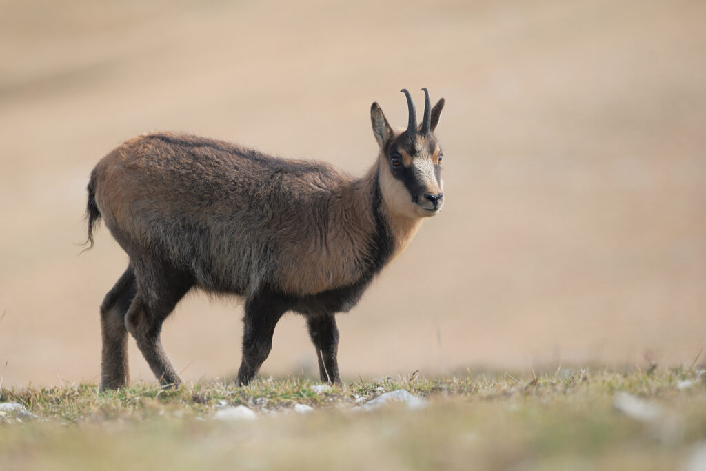 Camoscio d'Abruzzo (Rupicapra rupicapra ornata).