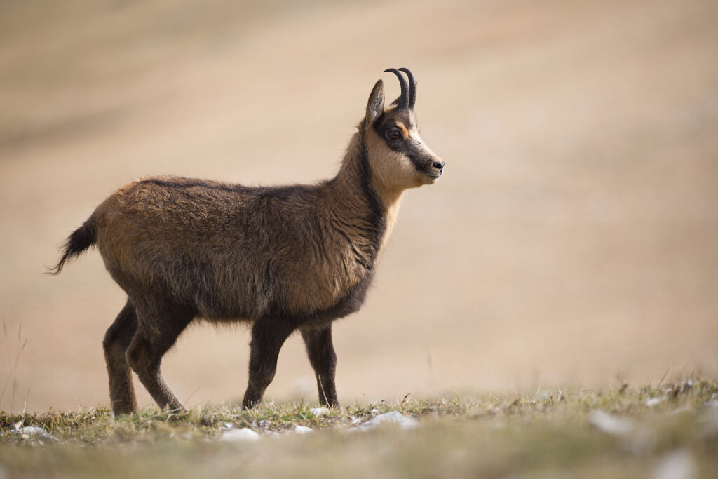 Camoscio d'Abruzzo (Rupicapra rupicapra ornata).