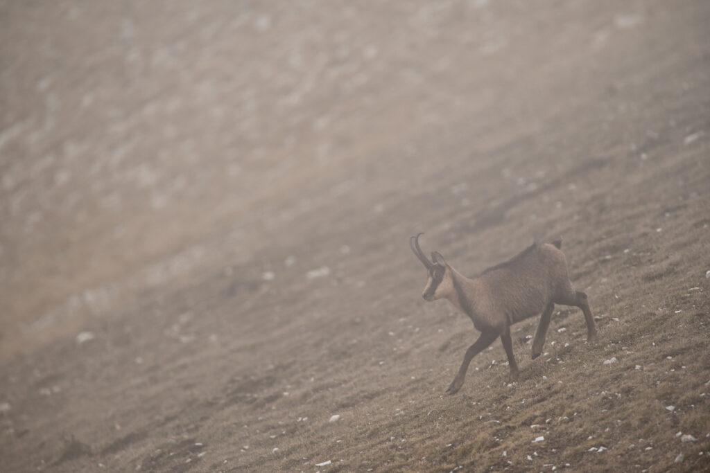 Camoscio d'Abruzzo (Rupicapra rupicapra ornata).