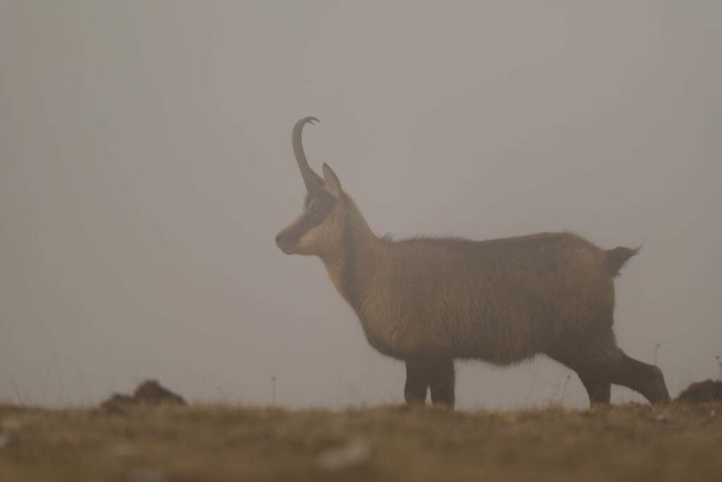 Camoscio d'Abruzzo (Rupicapra rupicapra ornata).
