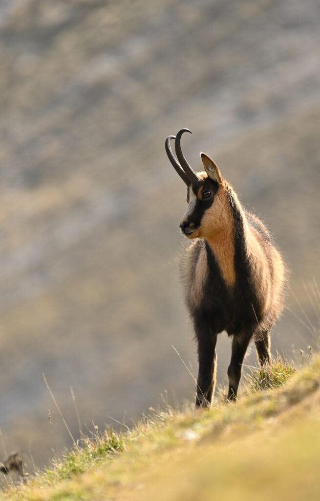 Camoscio d'Abruzzo.

