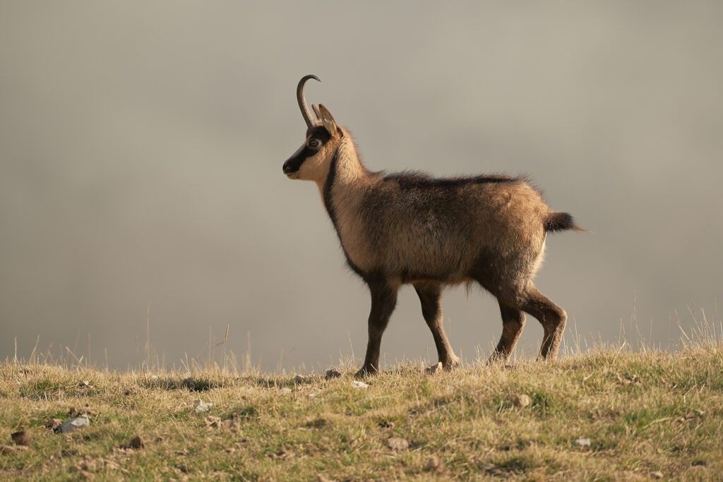 Camoscio dei Monti Sibillini
