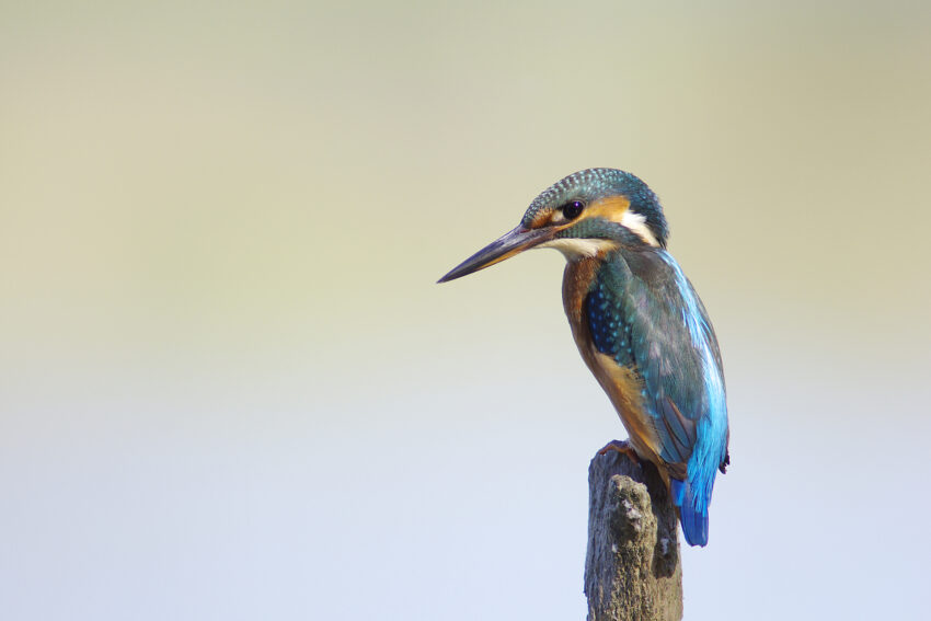 Martin pescatore (alcedo atthis)