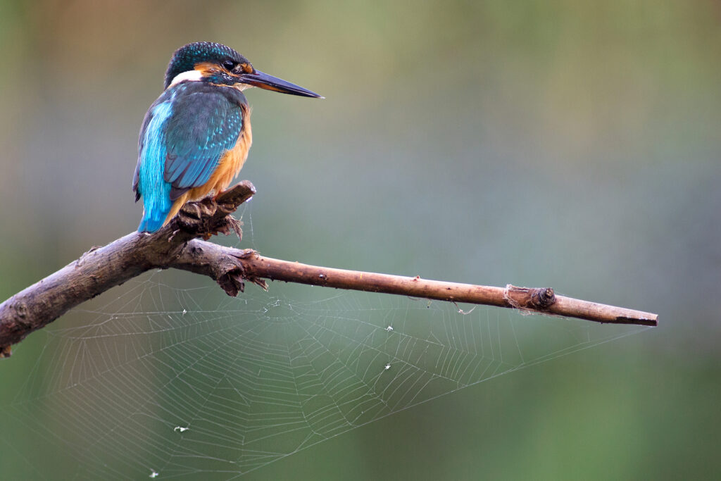 Martin pescatore (alcedo atthis)
