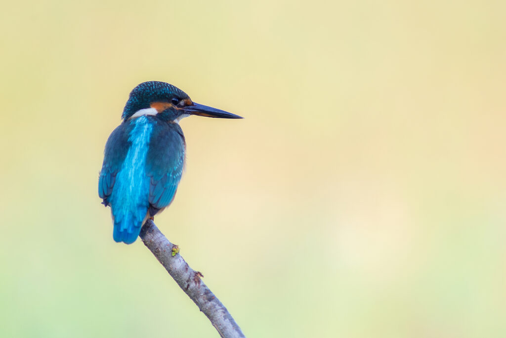 Martin pescatore (alcedo atthis)