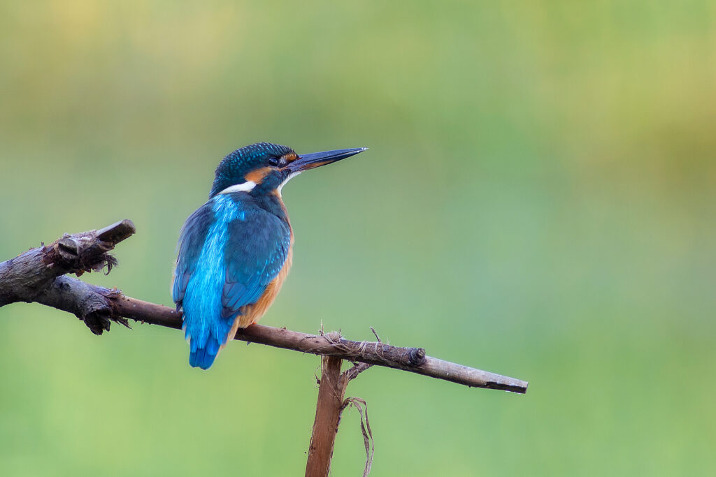 Martin pescatore (alcedo atthis)
