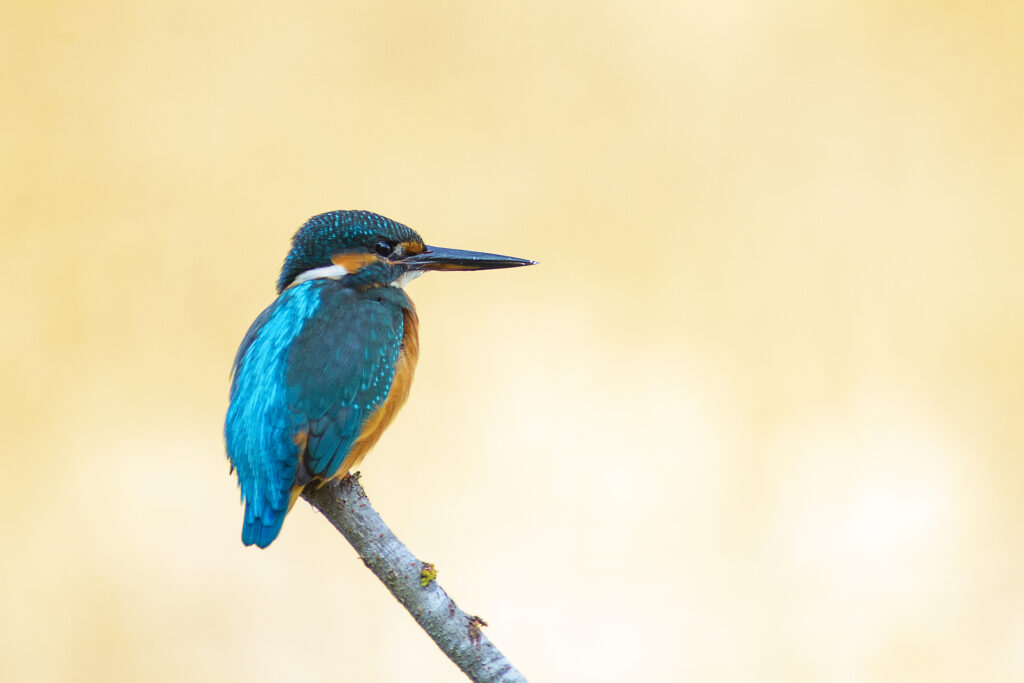 Martin pescatore (alcedo atthis)