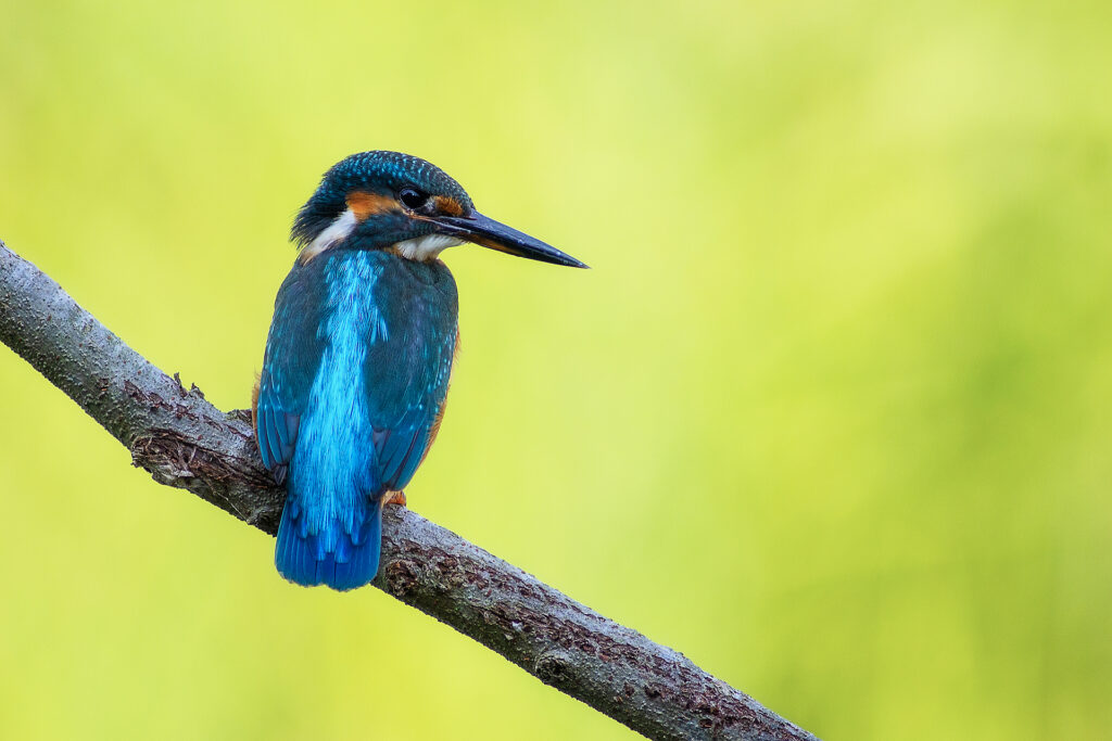 Martin pescatore (alcedo atthis)