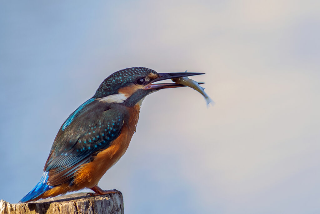 Martin pescatore (alcedo atthis)