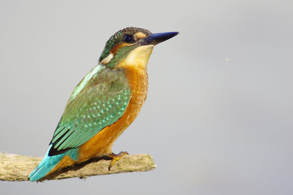 Martin pescatore (alcedo atthis)