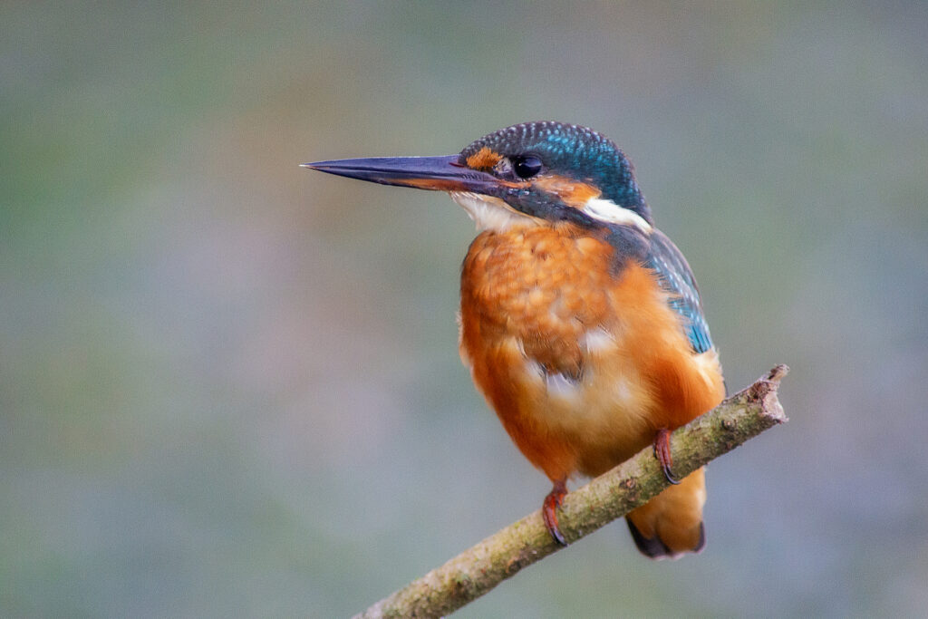Martin pescatore (alcedo atthis)