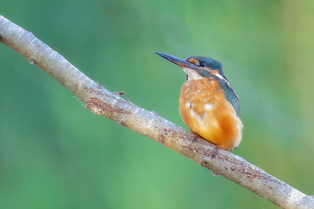 Martin pescatore (alcedo atthis)